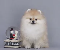 Sweet Dream, a male Pomeranian for sale in Hollywood, FL – 1 of 4