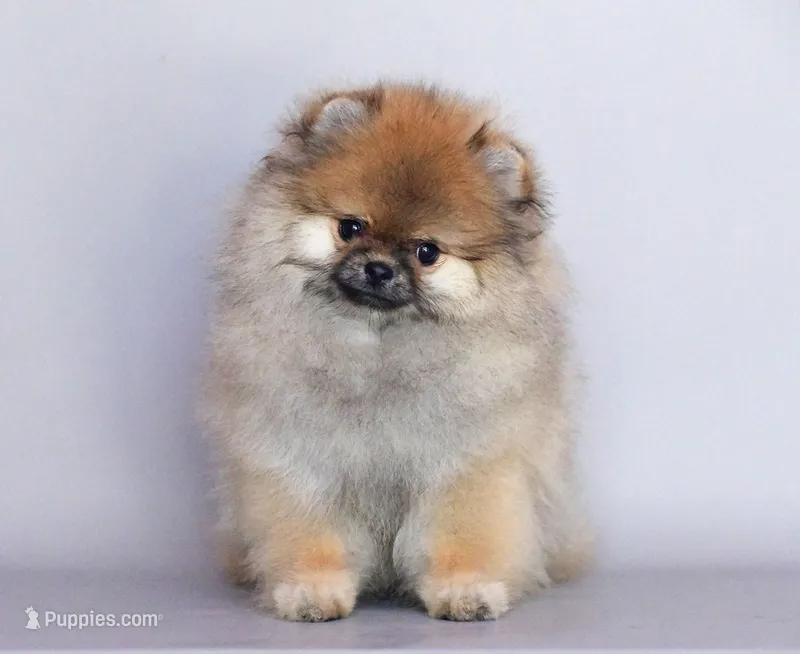 Santa, a female Pomeranian for sale in Hollywood, FL – 1 of 4