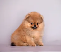 Gold, a male Pomeranian for sale in Hollywood, FL – 3 of 3