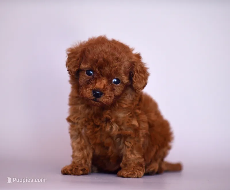 Bingo – Poodle - Toy  puppy for sale in Hollywood, FL
