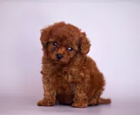 Bingo, a male Poodle - Toy  for sale in Hollywood, FL – 1 of 4