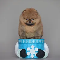 Bear Boy, a male Pomeranian for sale in Hollywood, FL – 1 of 7