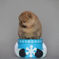 Bear Boy, a male Pomeranian for sale in Hollywood, FL – 4 of 7