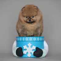 Bear Boy, a male Pomeranian for sale in Hollywood, FL – 3 of 7