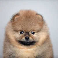 Bear Boy, a male Pomeranian for sale in Hollywood, FL – 6 of 7