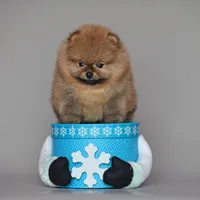 Bear Boy, a male Pomeranian for sale in Hollywood, FL – 7 of 7