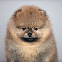 Bear Boy, a male Pomeranian for sale in Hollywood, FL – 2 of 7
