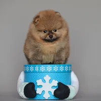 Bear Boy, a male Pomeranian for sale in Hollywood, FL – 5 of 7