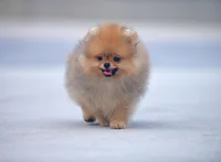 Hummer, a male Pomeranian for sale in Hollywood, FL – 3 of 3