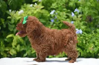 Brouny, a male Poodle - Toy  for sale in Hollywood, FL – 6 of 6