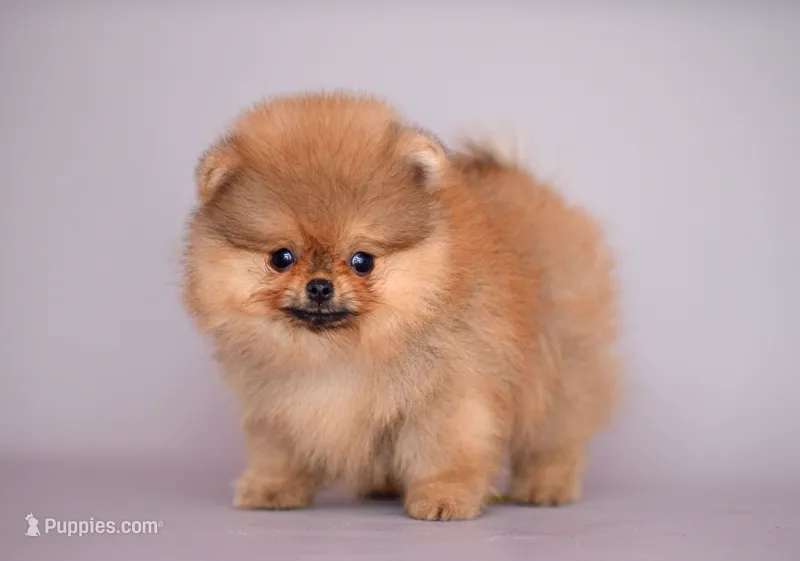 Gold – Pomeranian puppy for sale in Hollywood, FL