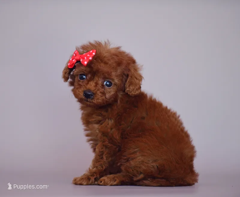 Mini – Poodle - Toy  puppy for sale in Hollywood, FL