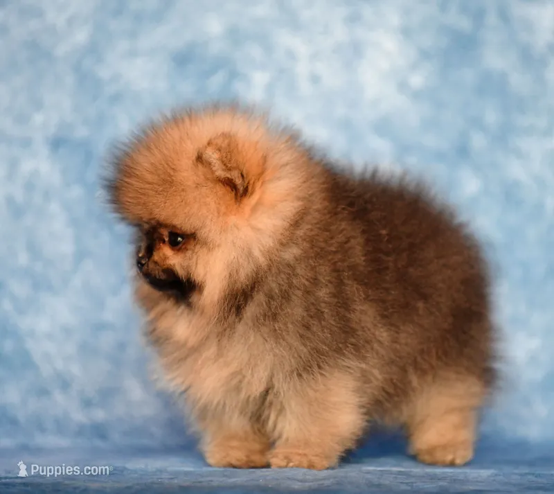 Baby Dool – Pomeranian puppy for sale in Hollywood, FL