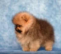 Baby Dool, a female Pomeranian for sale in Hollywood, FL – 1 of 4