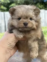 Grisha, a male Pomapoo for sale in Hollywood, FL – 3 of 5