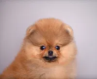 Gold, a male Pomeranian for sale in Hollywood, FL – 2 of 3