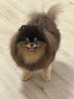 Rolex, a female Pomeranian for sale in Hollywood, FL – 2 of 4