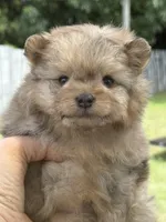 Grisha, a male Pomapoo for sale in Hollywood, FL – 2 of 5