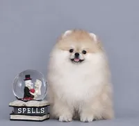Sweet Dream, a male Pomeranian for sale in Hollywood, FL – 3 of 4