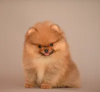 Teacup Girl, a female Pomeranian for sale in Hollywood, FL – 4 of 5