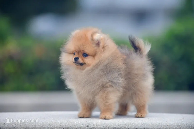 Hummer – Pomeranian puppy for sale in Hollywood, FL