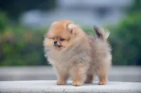 Hummer, a male Pomeranian for sale in Hollywood, FL – 1 of 3