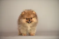 Angry bids, a male Pomeranian for sale in Hollywood, FL – 6 of 8