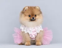 Selena, a female Pomeranian for sale in Hollywood, FL – 3 of 3