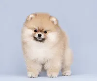 Sury, a female Pomeranian for sale in Hollywood, FL – 5 of 5