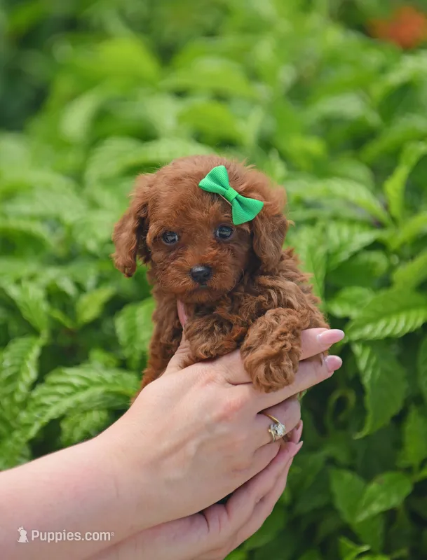 Brouny – Poodle - Toy  puppy for sale in Hollywood, FL