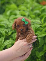 Brouny, a male Poodle - Toy  for sale in Hollywood, FL – 1 of 6