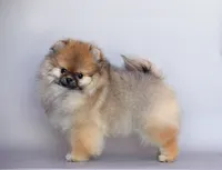 Santa, a female Pomeranian for sale in Hollywood, FL – 4 of 4