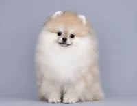 Sweet Dream, a male Pomeranian for sale in Hollywood, FL – 2 of 4