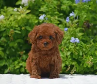 Brouny, a male Poodle - Toy  for sale in Hollywood, FL – 2 of 6