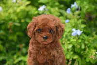 Brouny, a male Poodle - Toy  for sale in Hollywood, FL – 3 of 6