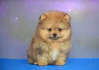 Cuki, a male Pomeranian for sale in Hollywood, FL – 2 of 4