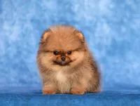 Angry bids, a male Pomeranian for sale in Hollywood, FL – 2 of 2