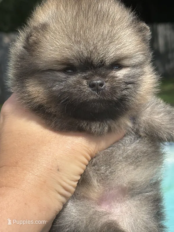 Doll, a female Pomeranian for sale in Hollywood, FL – 1 of 2