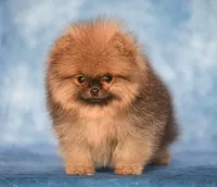 Baby Dool, a female Pomeranian for sale in Hollywood, FL – 4 of 4
