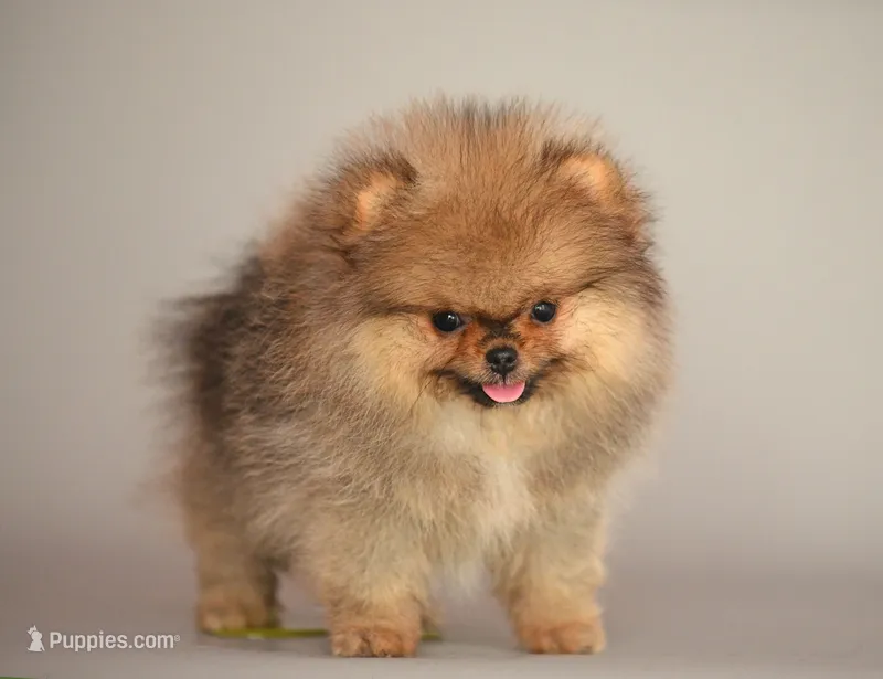 Angry bids – Pomeranian puppy for sale in Hollywood, FL