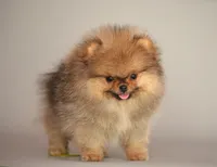 Angry bids, a male Pomeranian for sale in Hollywood, FL – 1 of 8