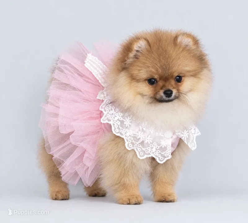 Selena – Pomeranian puppy for sale in Hollywood, FL