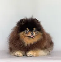 Rolex, a female Pomeranian for sale in Hollywood, FL – 1 of 4