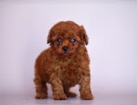 Bingo, a male Poodle - Toy  for sale in Hollywood, FL – 4 of 4