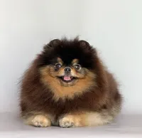 Rolex, a female Pomeranian for sale in Hollywood, FL – 4 of 4