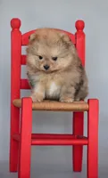 Grisha, a male Pomapoo for sale in Hollywood, FL – 2 of 2