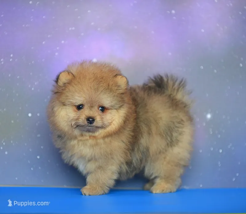 Cuki – Pomeranian puppy for sale in Hollywood, FL