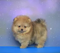 Cuki, a male Pomeranian for sale in Hollywood, FL – 1 of 4