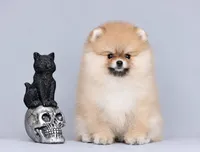 Sury, a female Pomeranian for sale in Hollywood, FL – 3 of 5