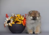 Santa, a female Pomeranian for sale in Hollywood, FL – 3 of 4
